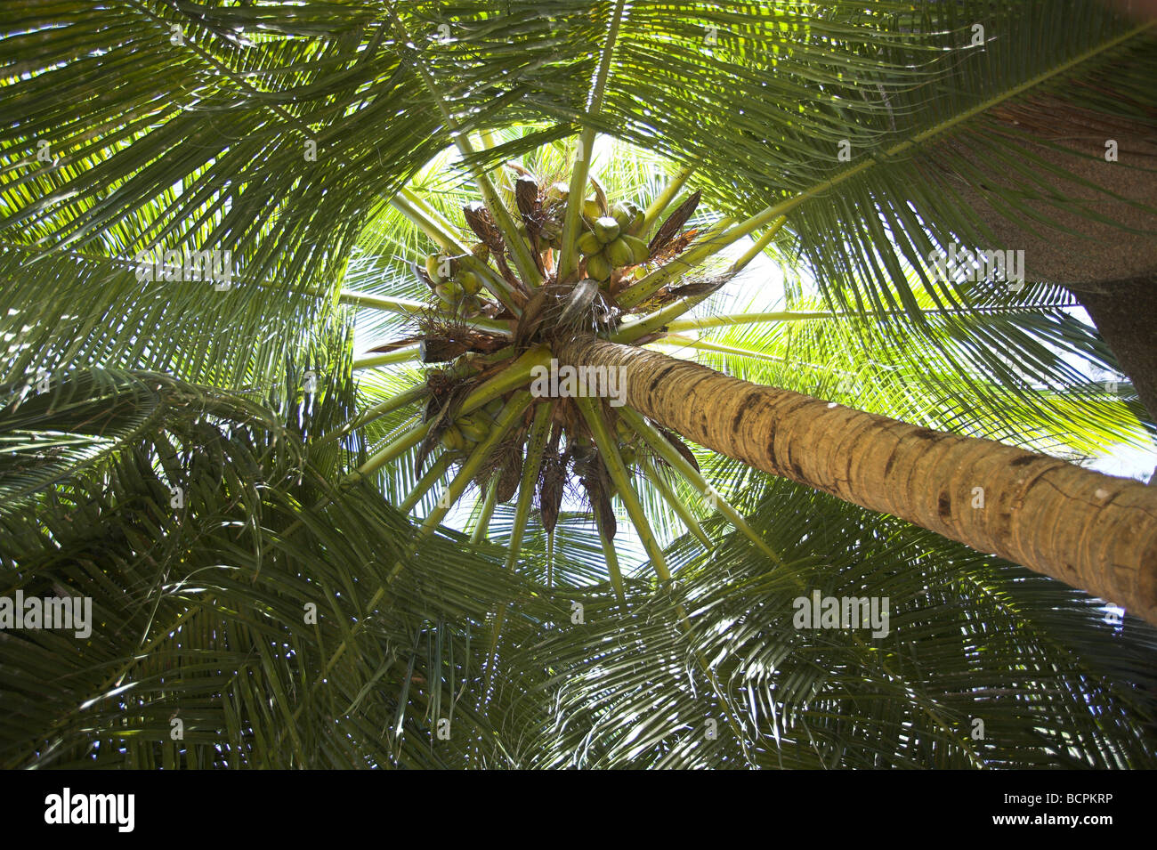Coconut Palm Cocos nucifera tree canopy with granitic rock on La Digue, Seychelles in May. Stock Photo