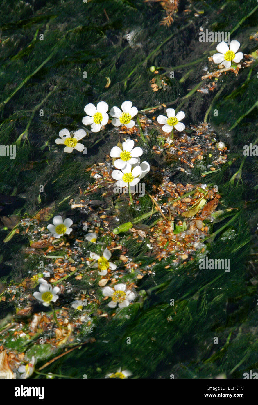 Chalk-stream Water Crowfoot, Ranunculus penicillatus, Ranunculaceae Stock Photo