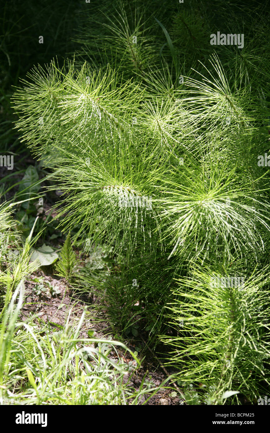 Horsetail, Equisetum telmateia, Equisetaceae. Temperate, North Northern Hemisphere. Stock Photo