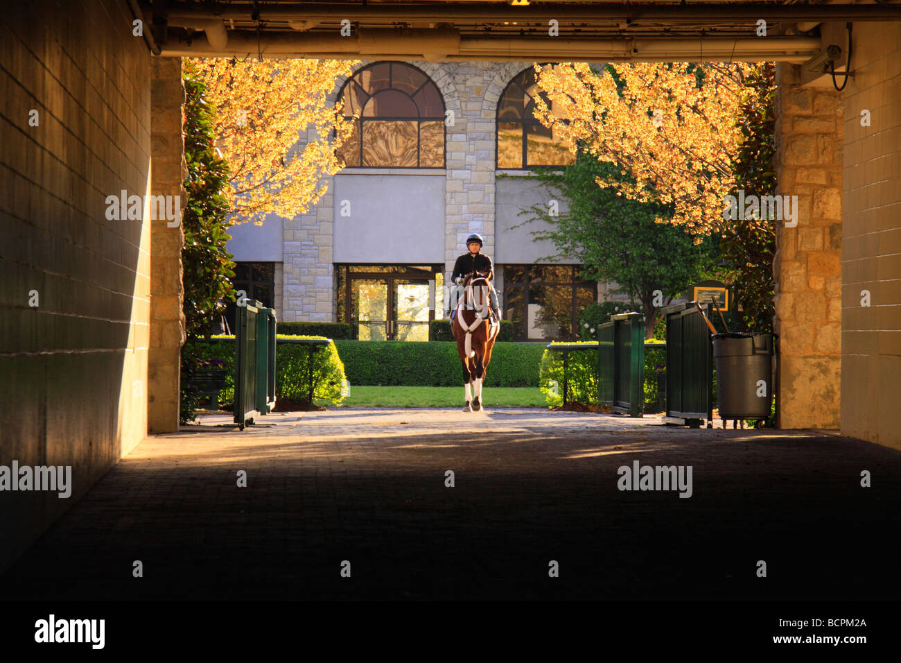 Exercise rider brings thoroughbred onto track at early morning workout ...