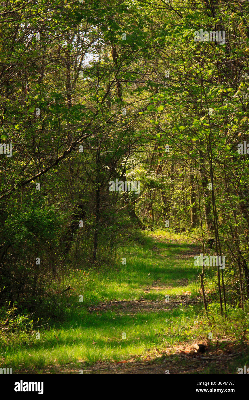 Section of original historic Wilderness Road Levi Jackson State Park