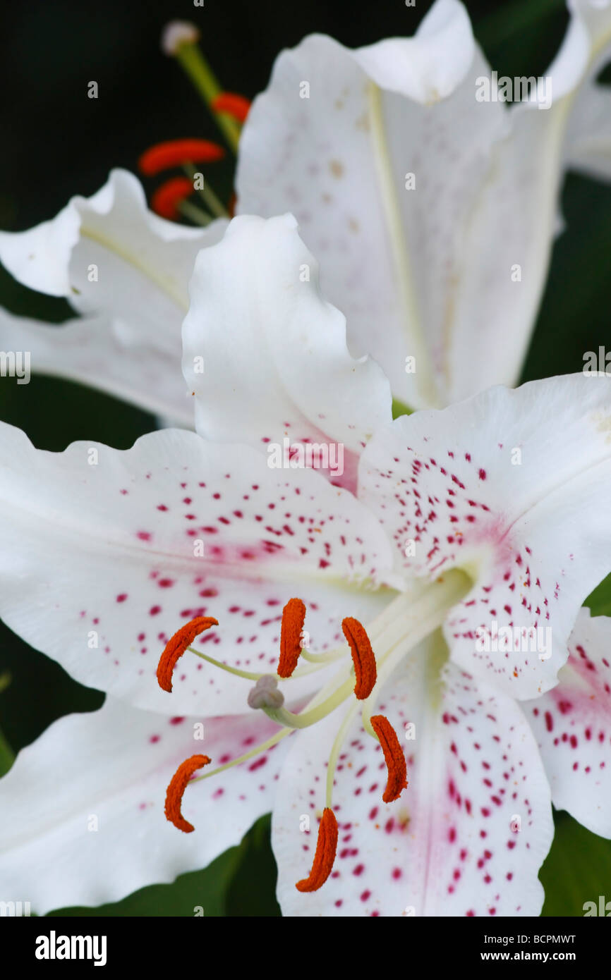 Oriental white LILIUM STAR GAZER flowers on natural background cut out cutout isolated close up closeup detail macro display Stock Photo