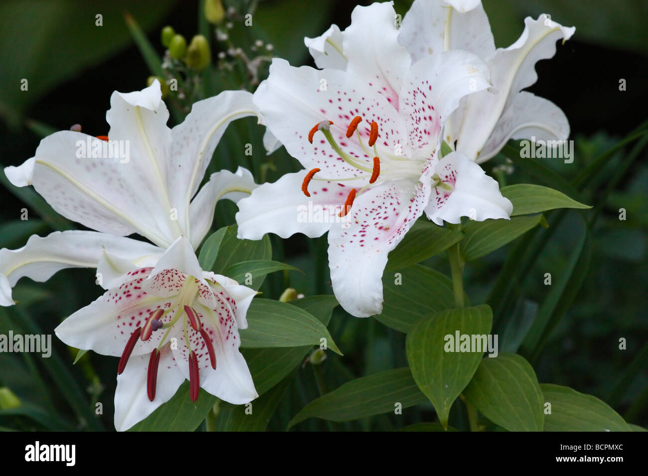 White LILIUM STAR GAZER flowers on green blur background  nobody no not people isolated from above overhead Stock Photo