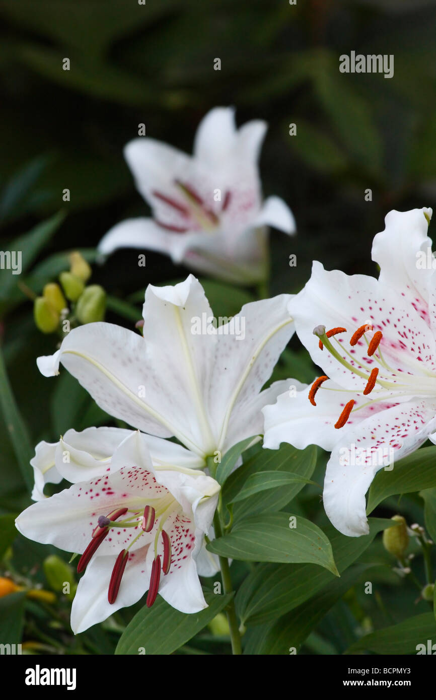White LILIUM STAR GAZER flowers on green blur background  nobody no not people isolated from above overhead Stock Photo