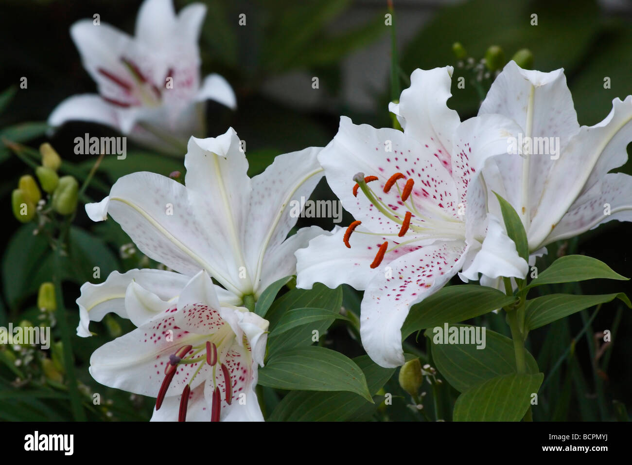 White LILIUM STAR GAZER flowers on green blur background nobody no not people isolated from above overhead Stock Photo