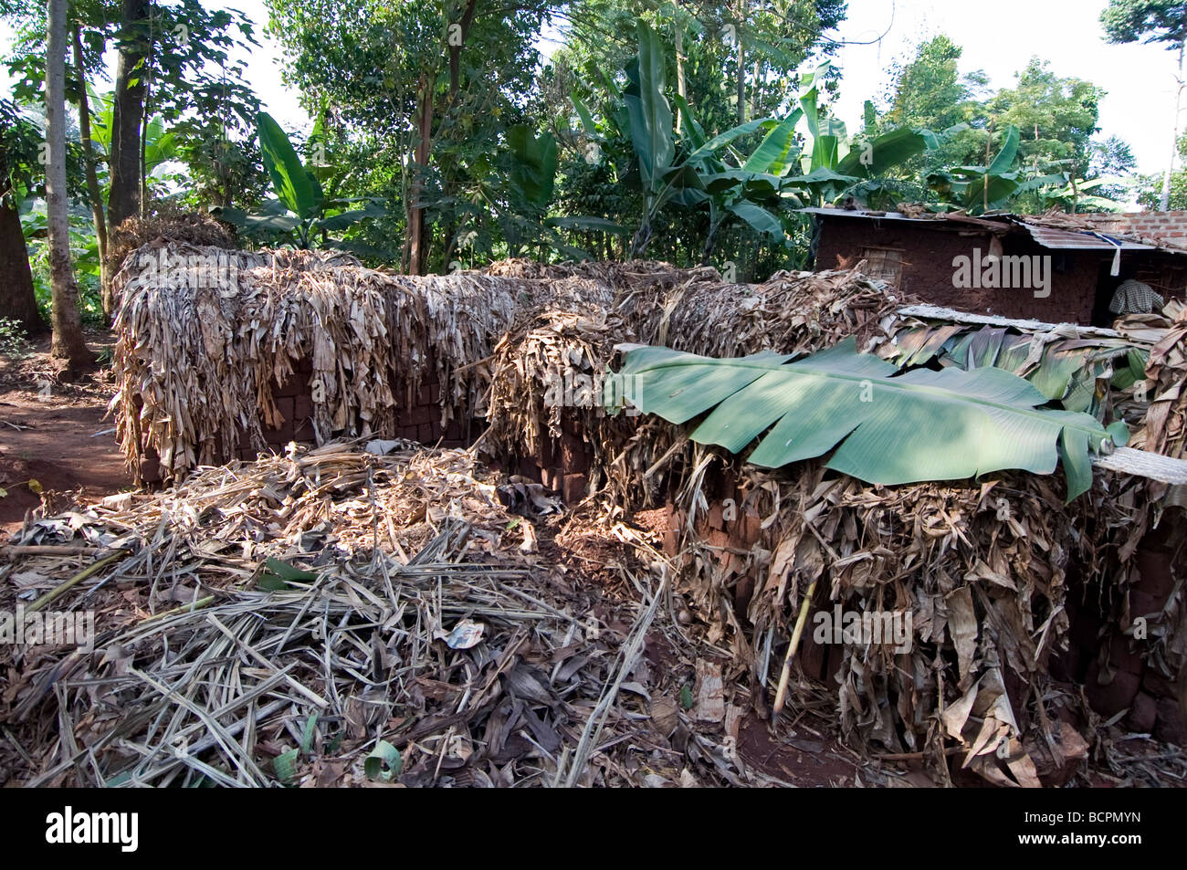 Hand made mud bricks drying slowly under banana leaves in rural Uganda Stock Photo