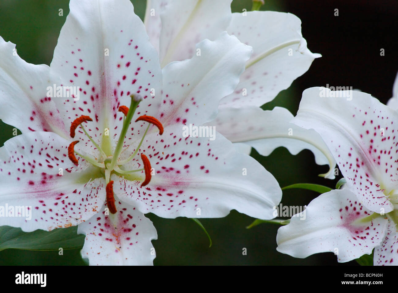 White LILIUM STAR GAZER flowers on natural background close up closeup detail macro display stamen pollen Stock Photo