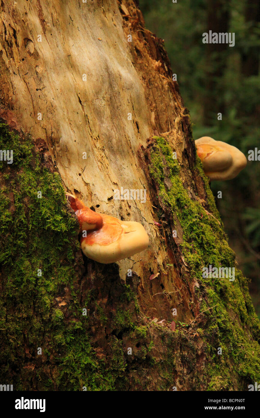 Fungi growing on tree Hemlock Garden Preserve and Trail Pine Mountain State Resort Park Pineville Kentucky Stock Photo