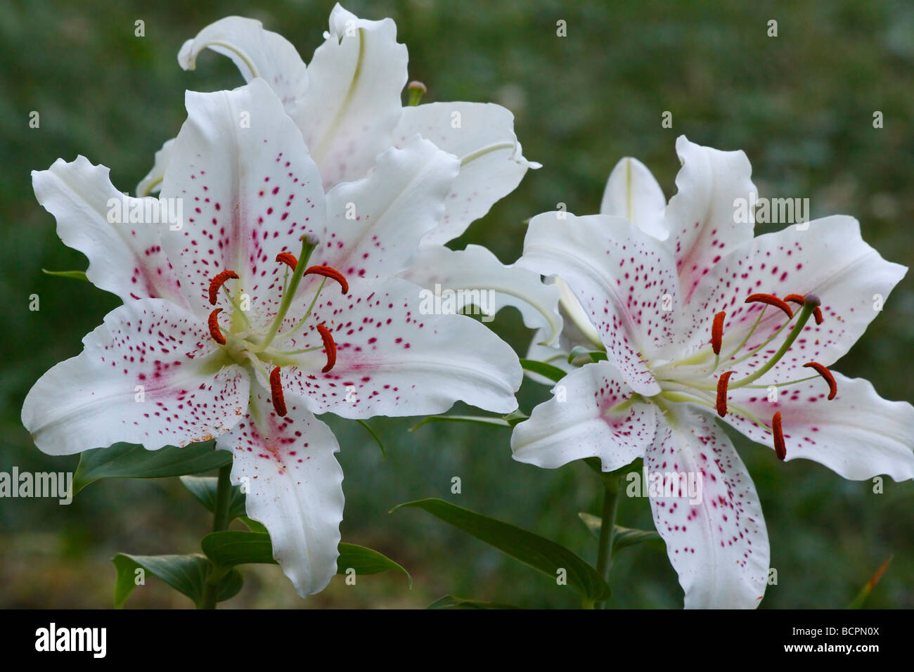 White LILIUM STAR GAZER flowers on natural background close up closeup detail display stamen pollen Stock Photo
