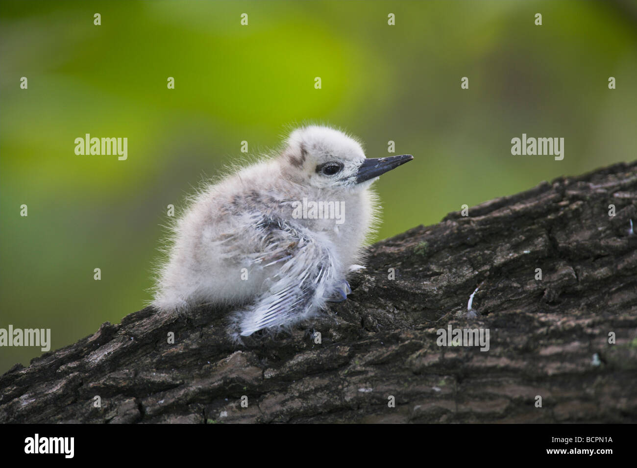 White (Fairy) Tern Gygis alba chick perched motionless on branch on Bird Island, Seychelles in April. Stock Photo