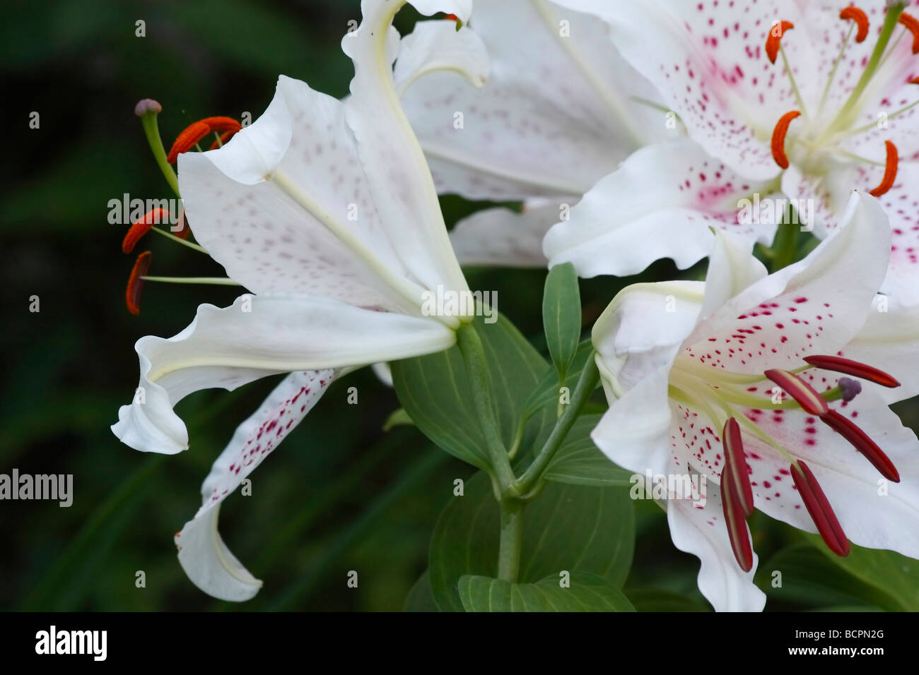 Pollen star gazer lilly hires stock photography and images Alamy