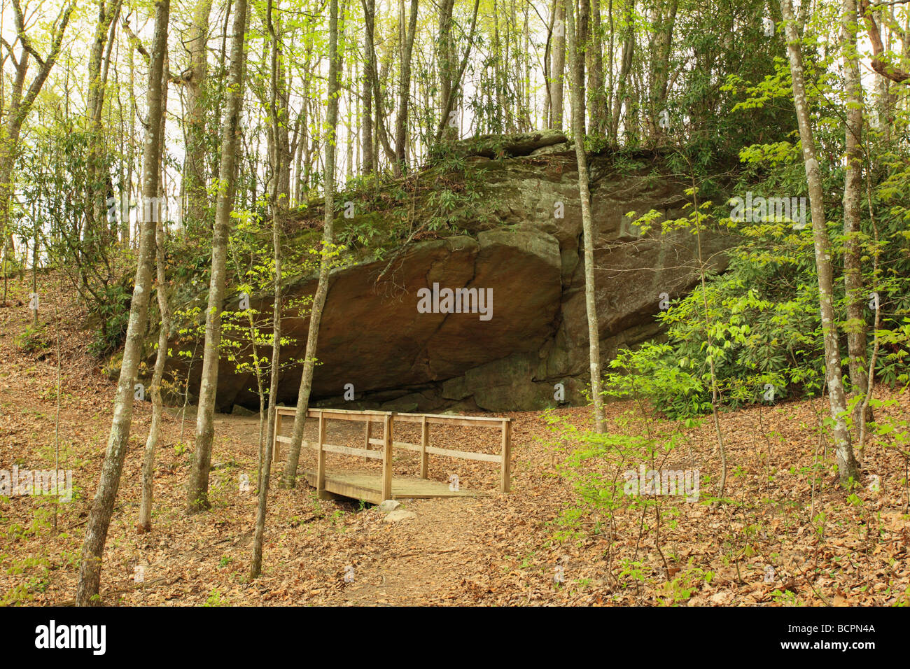 Tourists united states of america outdoor recreation pine tree trees hi