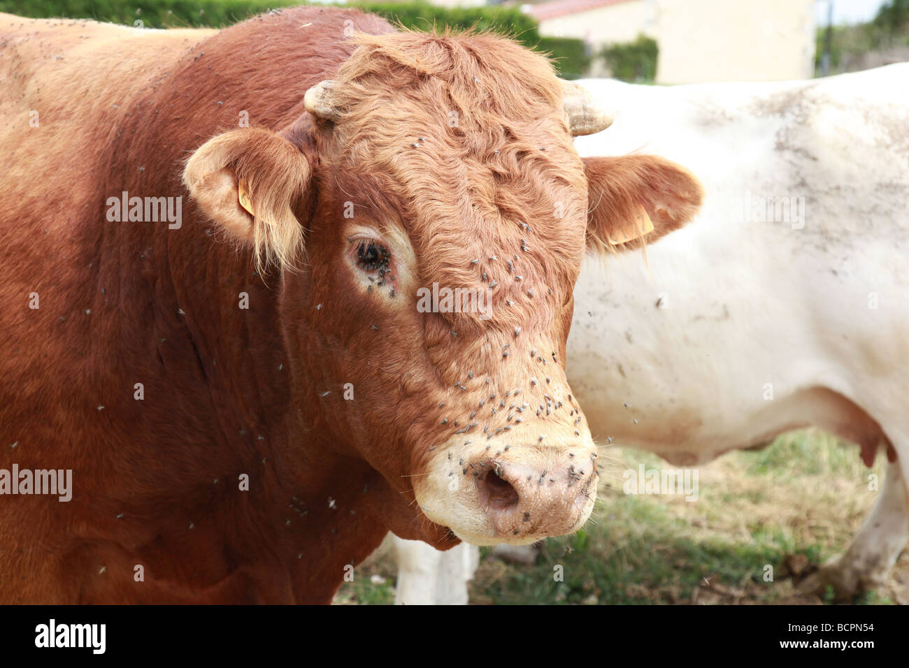 A cow in a field in France being irritated by swarms of flies Stock Photo