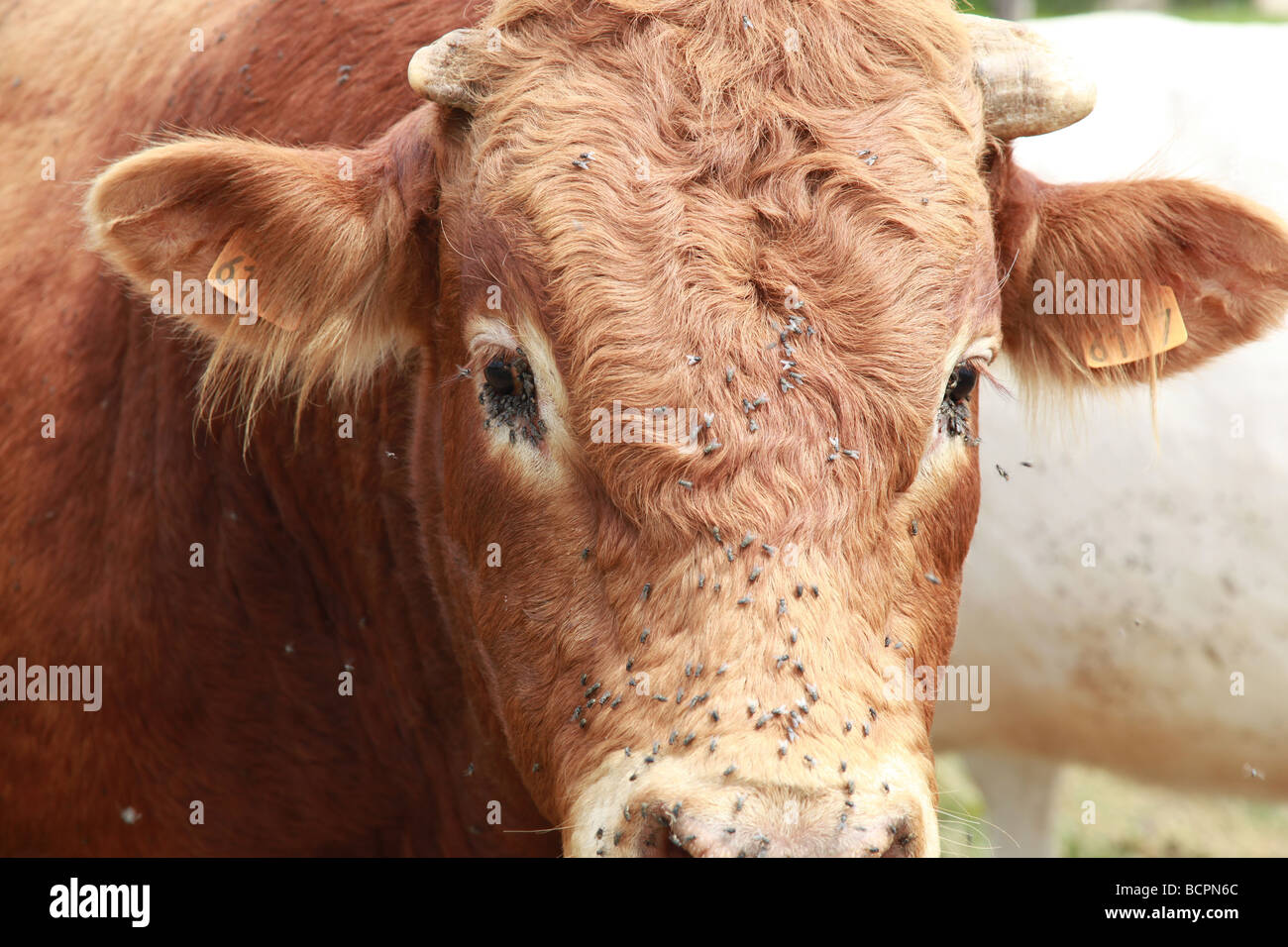 A cow in a field in France being irritated by swarms of flies Stock Photo