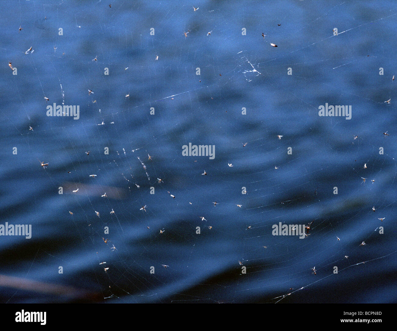 insects caught on a spider web in California Stock Photo