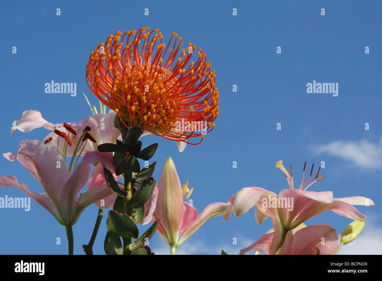 Orange Pincushion Protea bouquet of flowers on blue sky cut out cutout