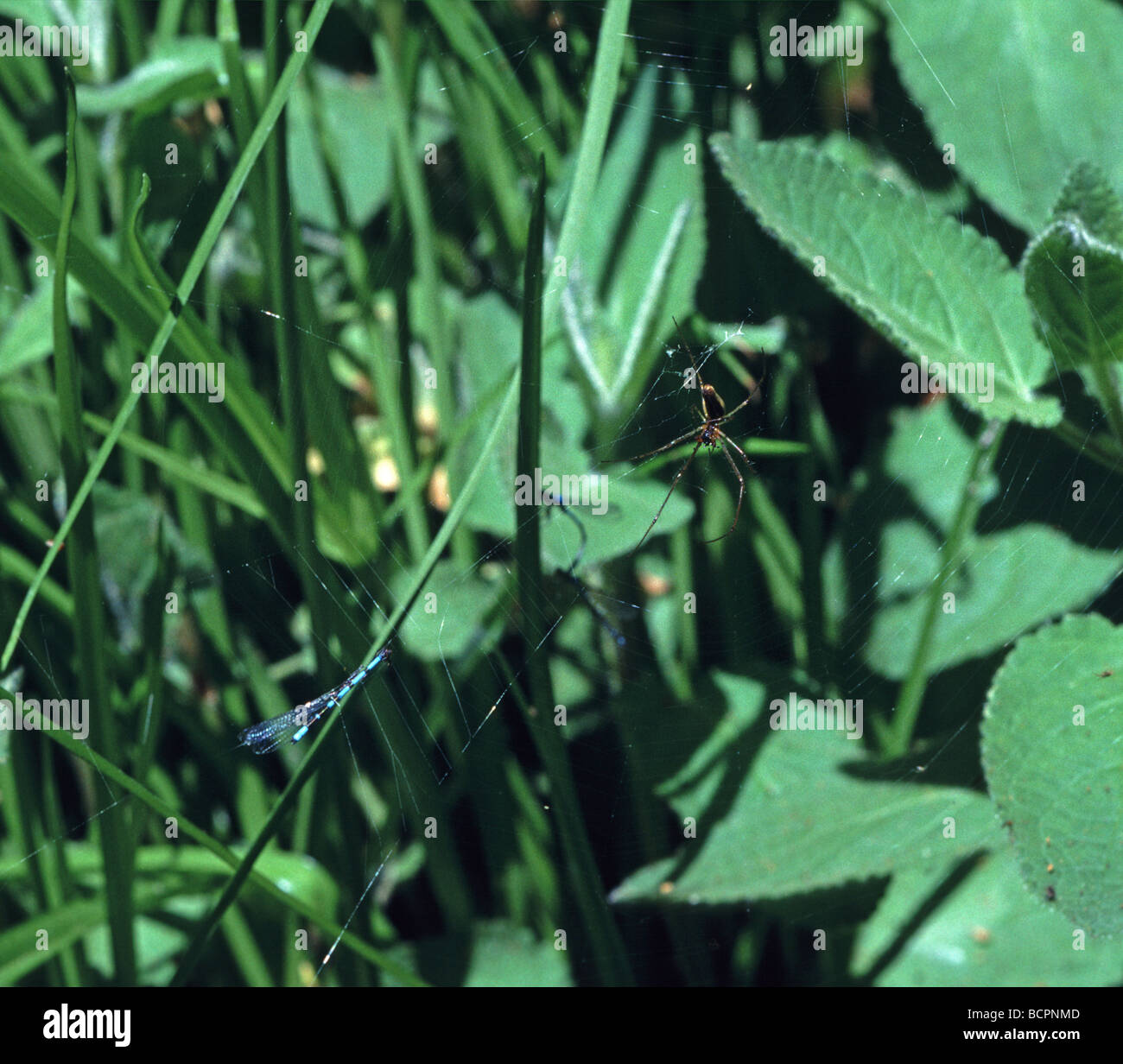 damselfly caught in a spider s web California Stock Photo - Alamy