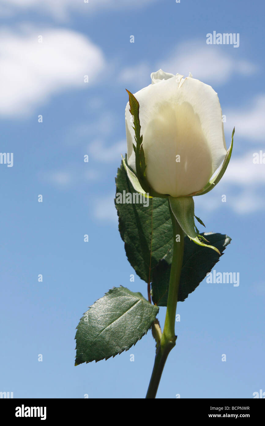View of beautiful white one rose flower outdoors on blue sky background low angle display isolated Stock Photo