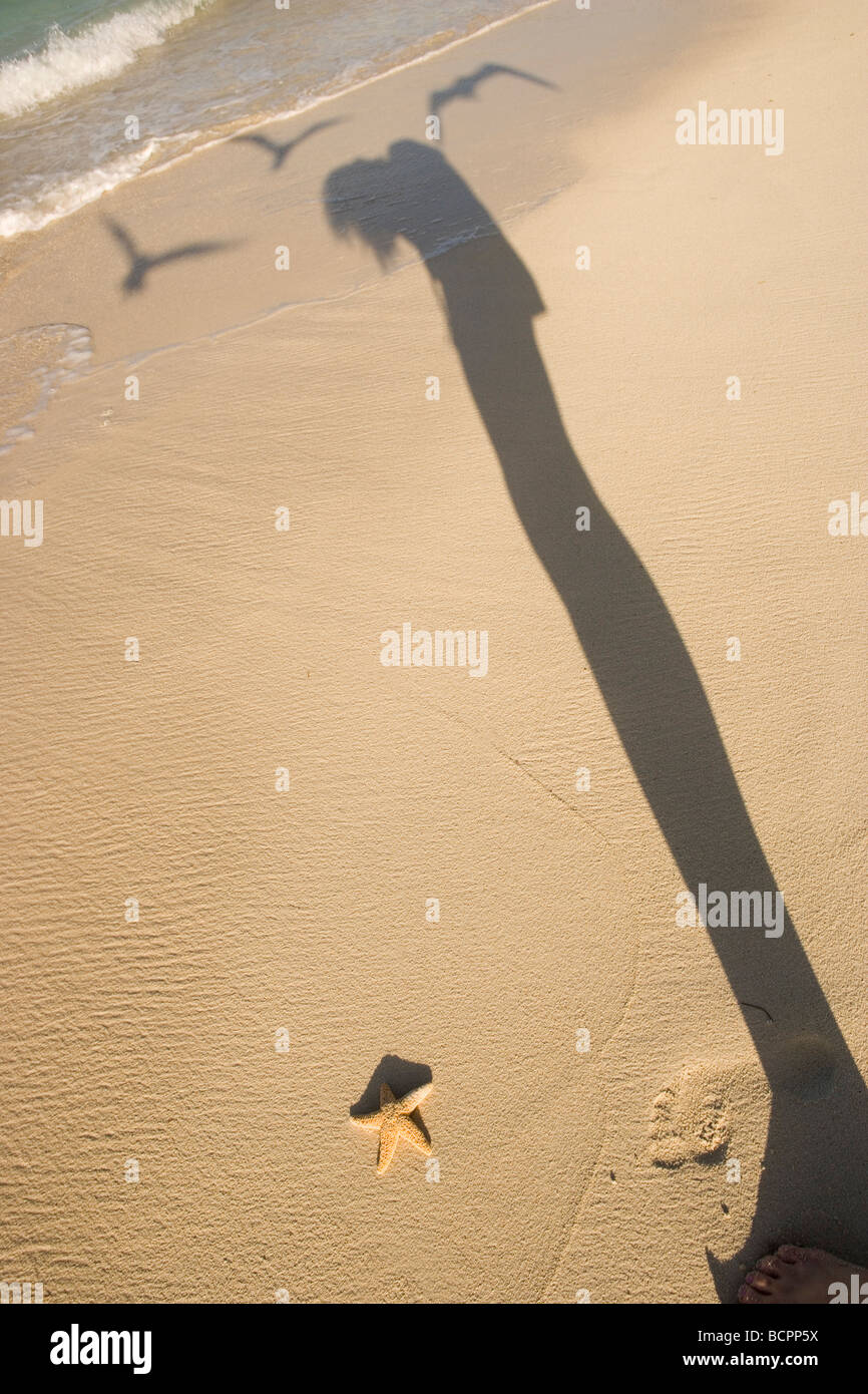 photographer taking a picture of a starfish on the beach, shadow of person and three seagulls flying overhead Stock Photo