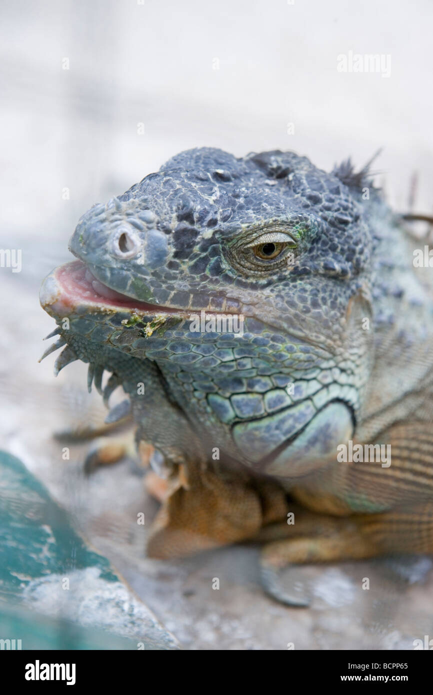 large iguana, closeup up, after eating his vegetable and fruit salad Stock Photo