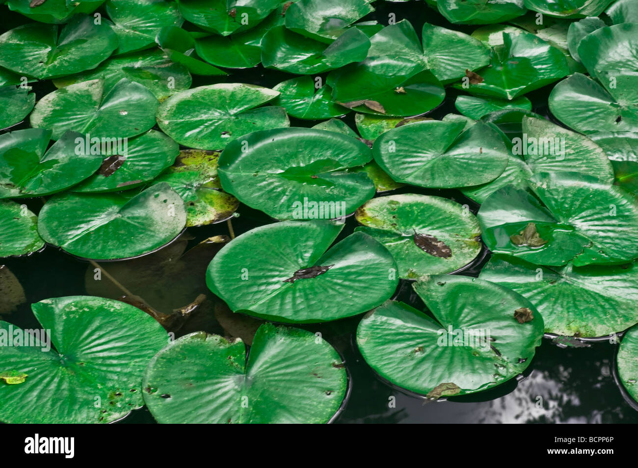 Water Lilies or Lily Pads in a small pond Stock Photo Alamy