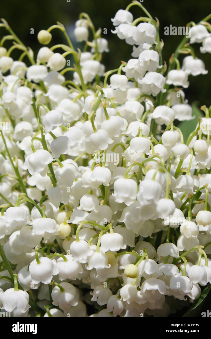 White Lily of the Valley blooming flowers front extreme closeup a color ...