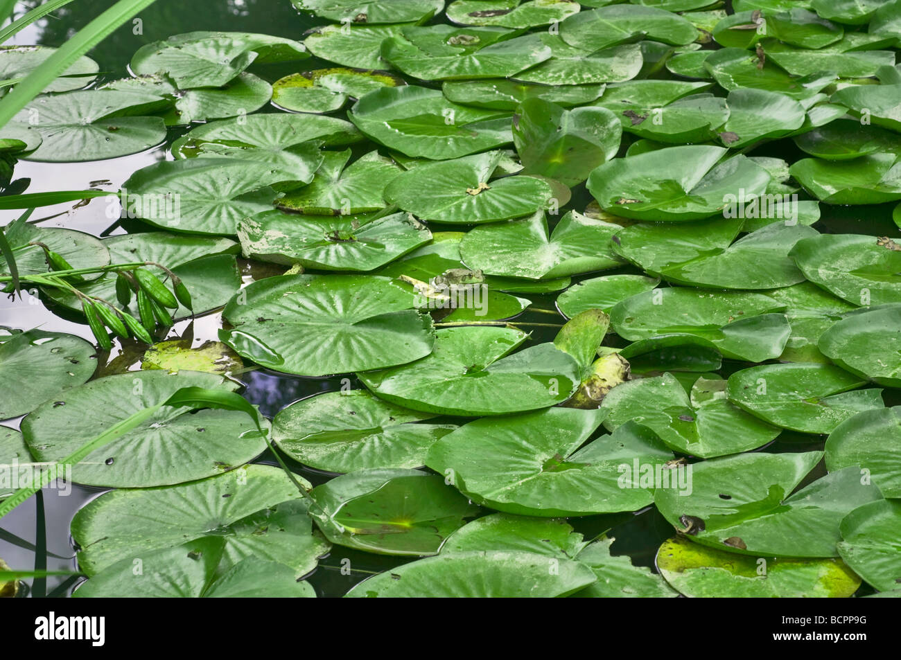 Water lilies in a small pond. Water Plants Stock Photo Alamy
