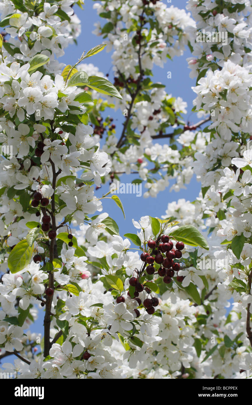 View of blooming Crataegus Monogyna a tree and branches with fruits in white blooms blossom buds on blue sky early spring low angle wallpaper hi-res Stock Photo