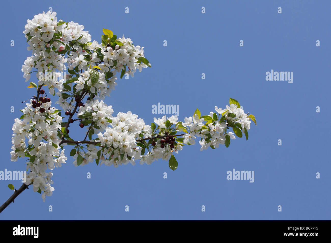View of blooming Crataegus Monogyna a tree and branches with fruits in white blooms blossom buds on blue sky springtime low angle from below  hi-res Stock Photo