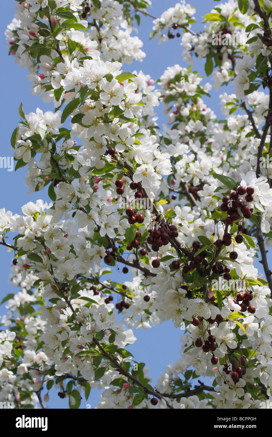 View of blooming Crataegus Monogyna a tree and branches fruits in white blooms blossom buds floral blue sky low angle from below close  up of hi-res Stock Photo