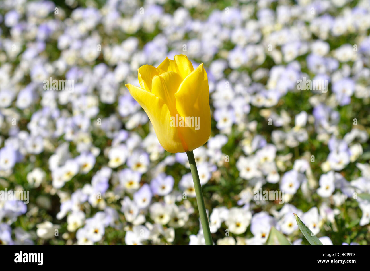 single yellow tulip against white flowery background stock photo flowery background