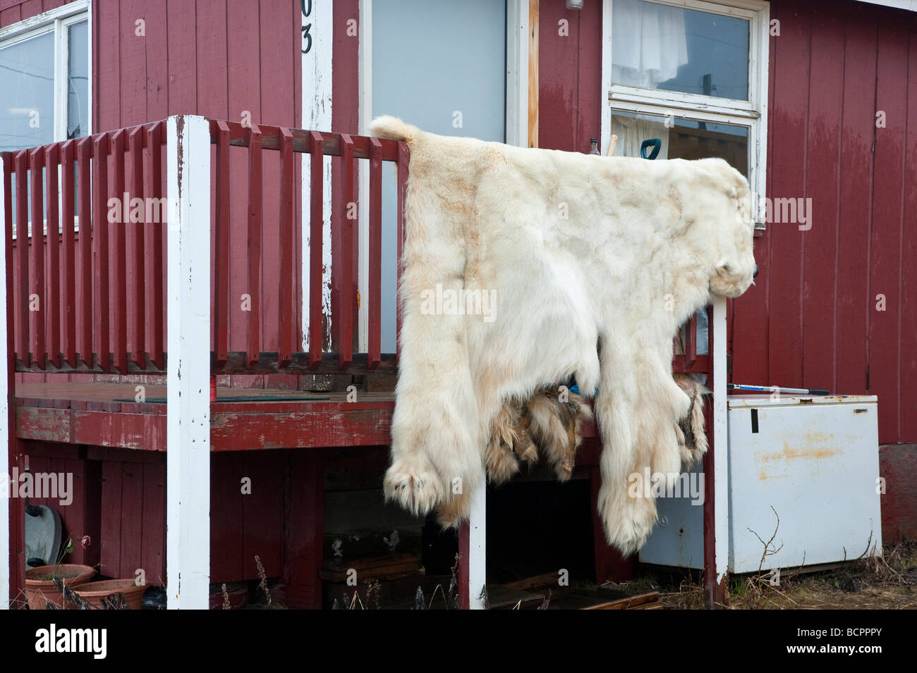 Polar bear hide house railing hires stock photography and images Alamy