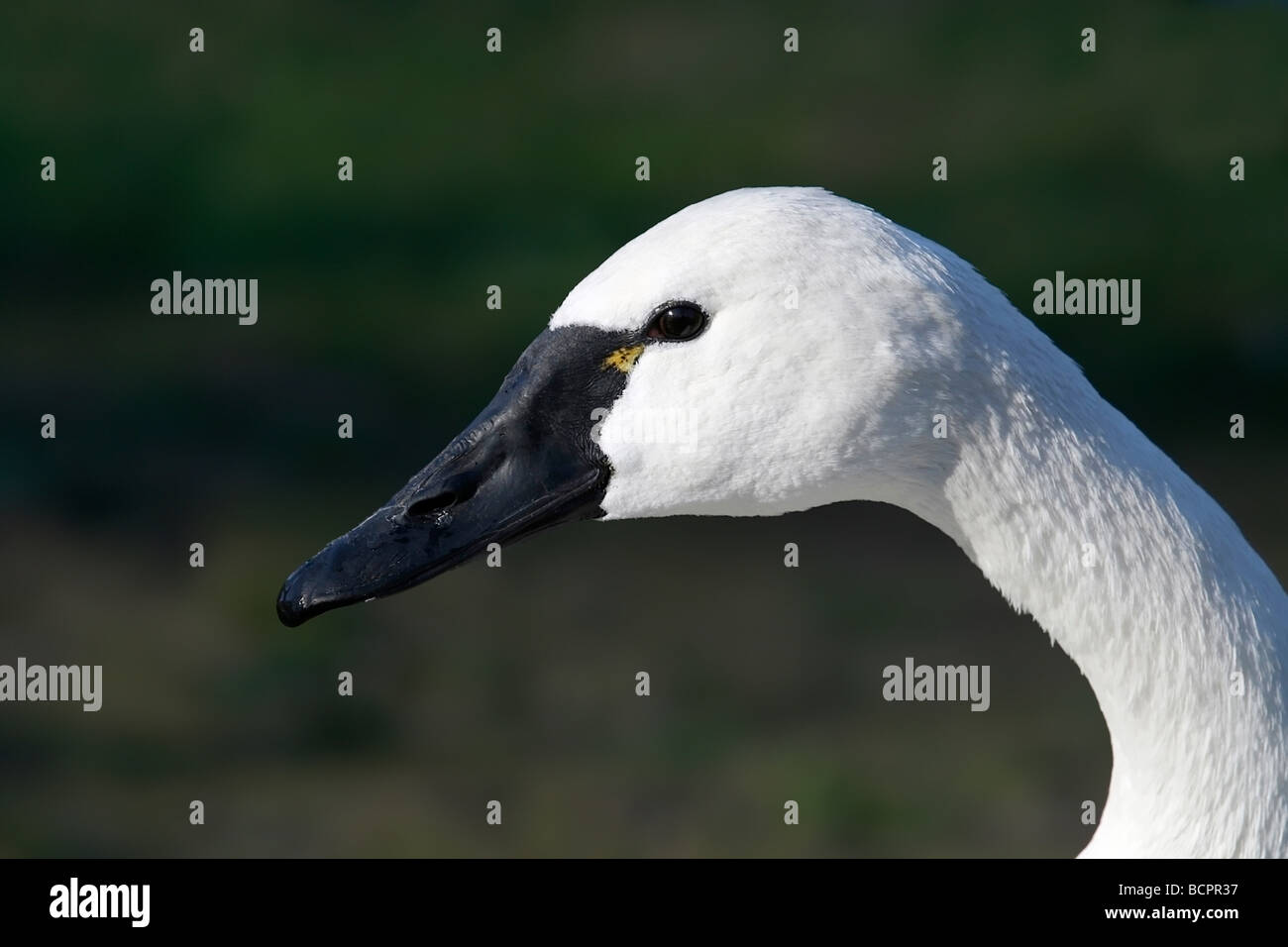 Trumpeter Swan, Cygnus Buccinator, Portrait Stock Photo - Alamy