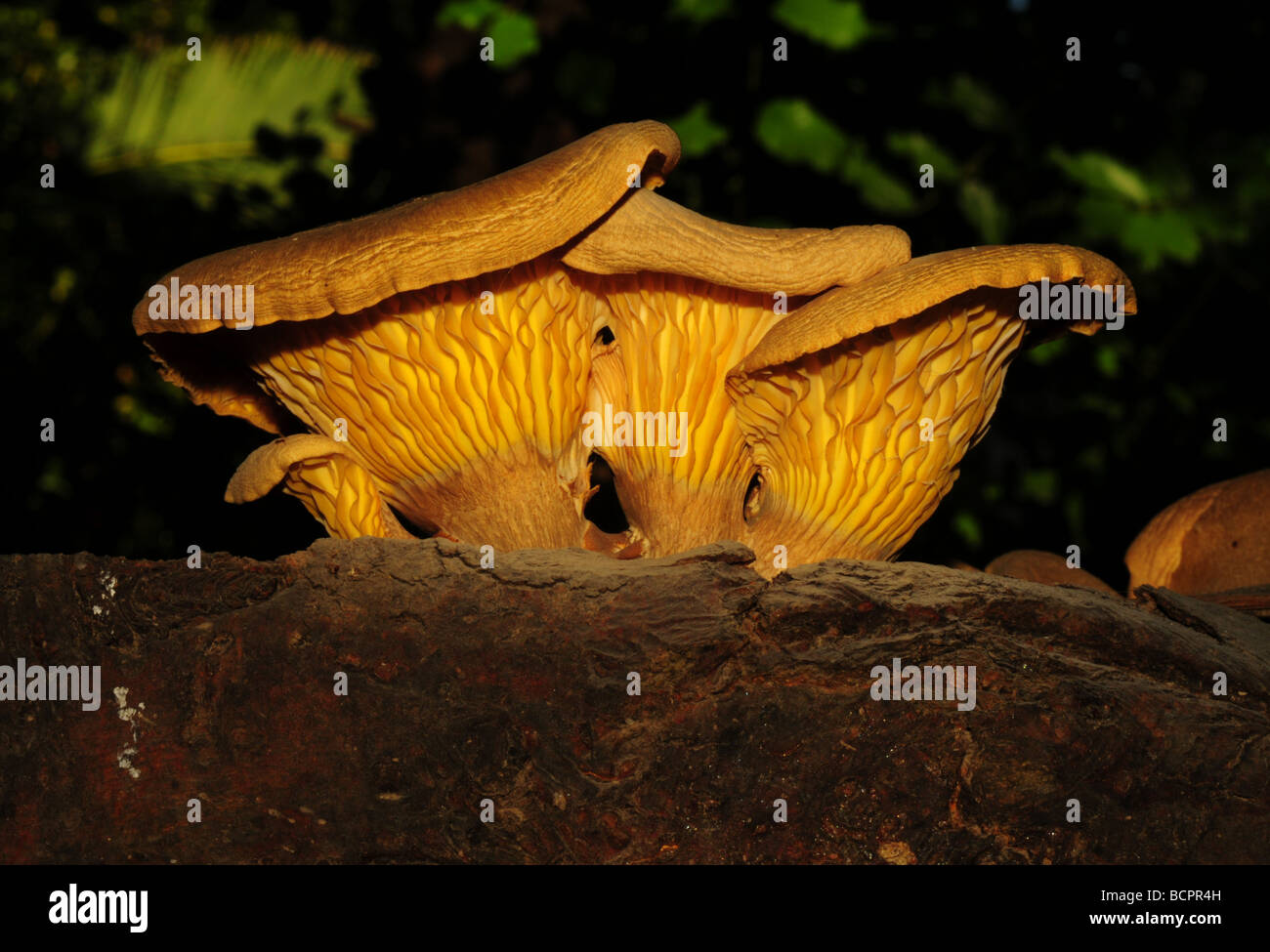 greek-mushroom-on-tree-root-in-royal-gardens-stock-photo-alamy