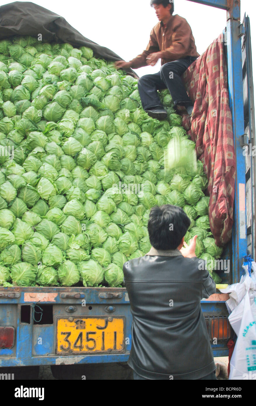 Two shippers unloading cabbages from truck, Beijing, China Stock Photo