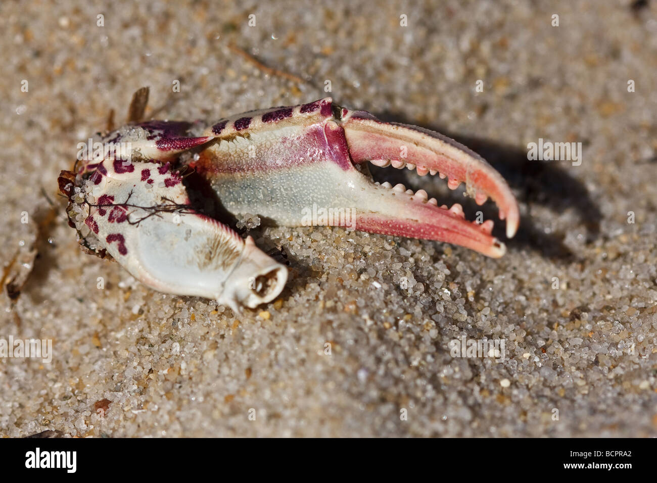 Crab claw on beach in Cape Cod, US Stock Photo Alamy