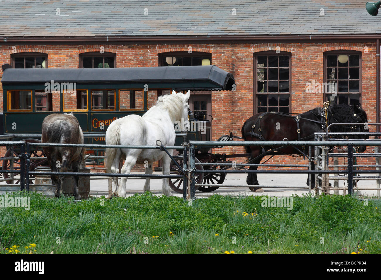 White horse outside with American historic covered wagon horses and brick rural stable rustic antique vintage old fashioned wallpapers MI USA hi-res Stock Photo