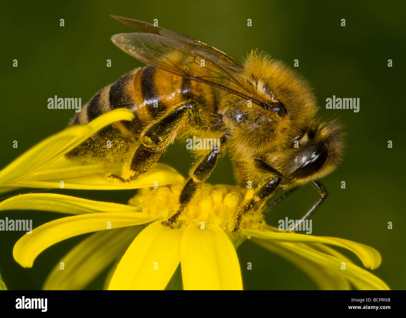 Close up on a bee on a flower Stock Photo