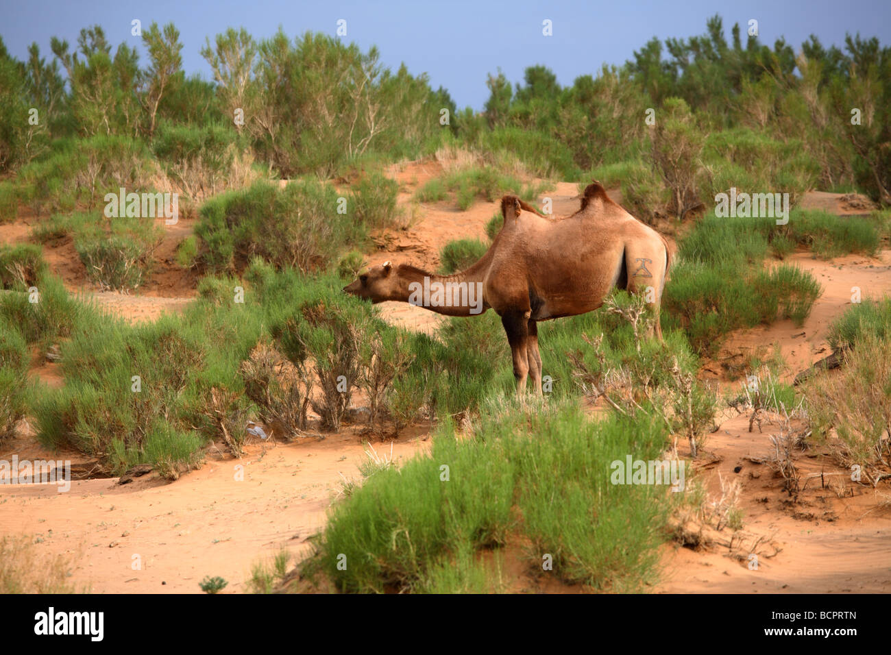 Camels grazing in the Gobi tree-saxaul forest, South Gobi, Mongolia Stock Photo