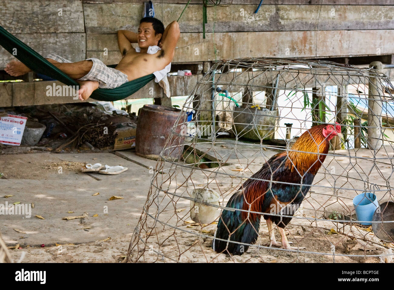 A Vietnamese man in a hammock outside his house next to a cockerel in a wire cage Stock Photo