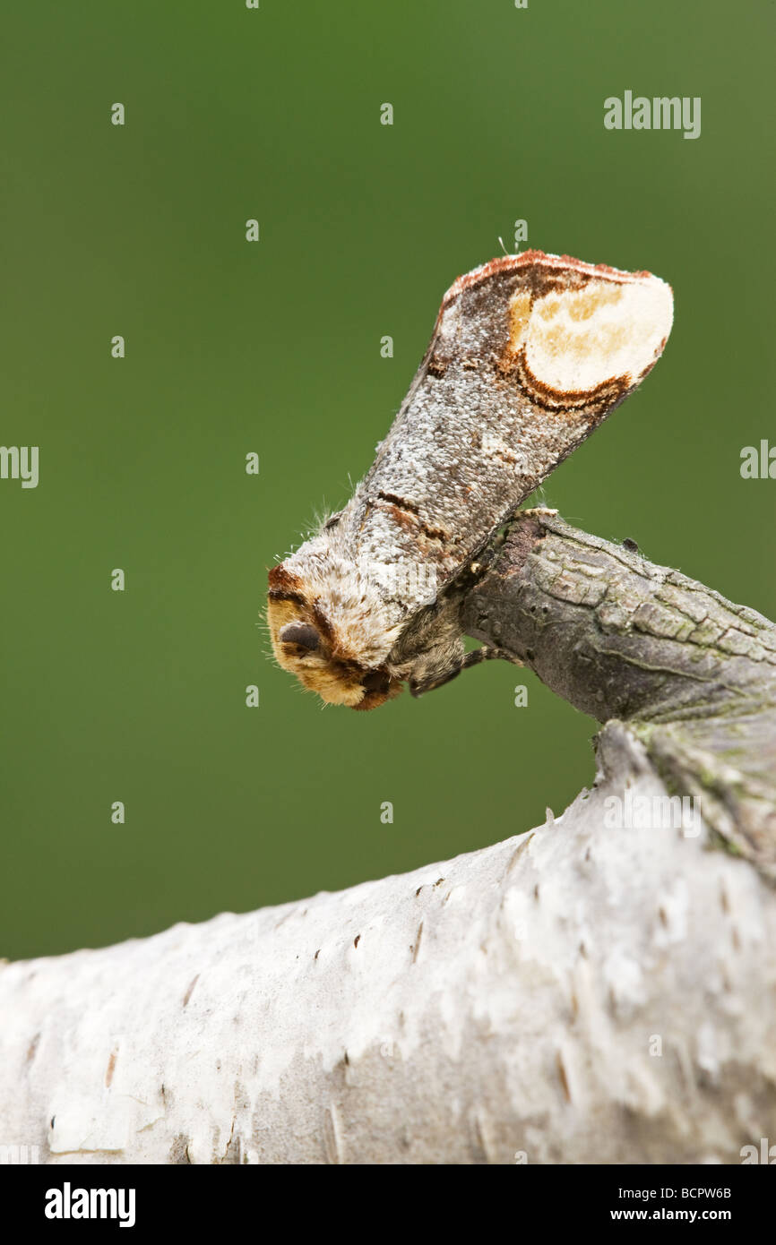 Buff-tip Moth Phalera bucephala at rest on a dead twig Stock Photo