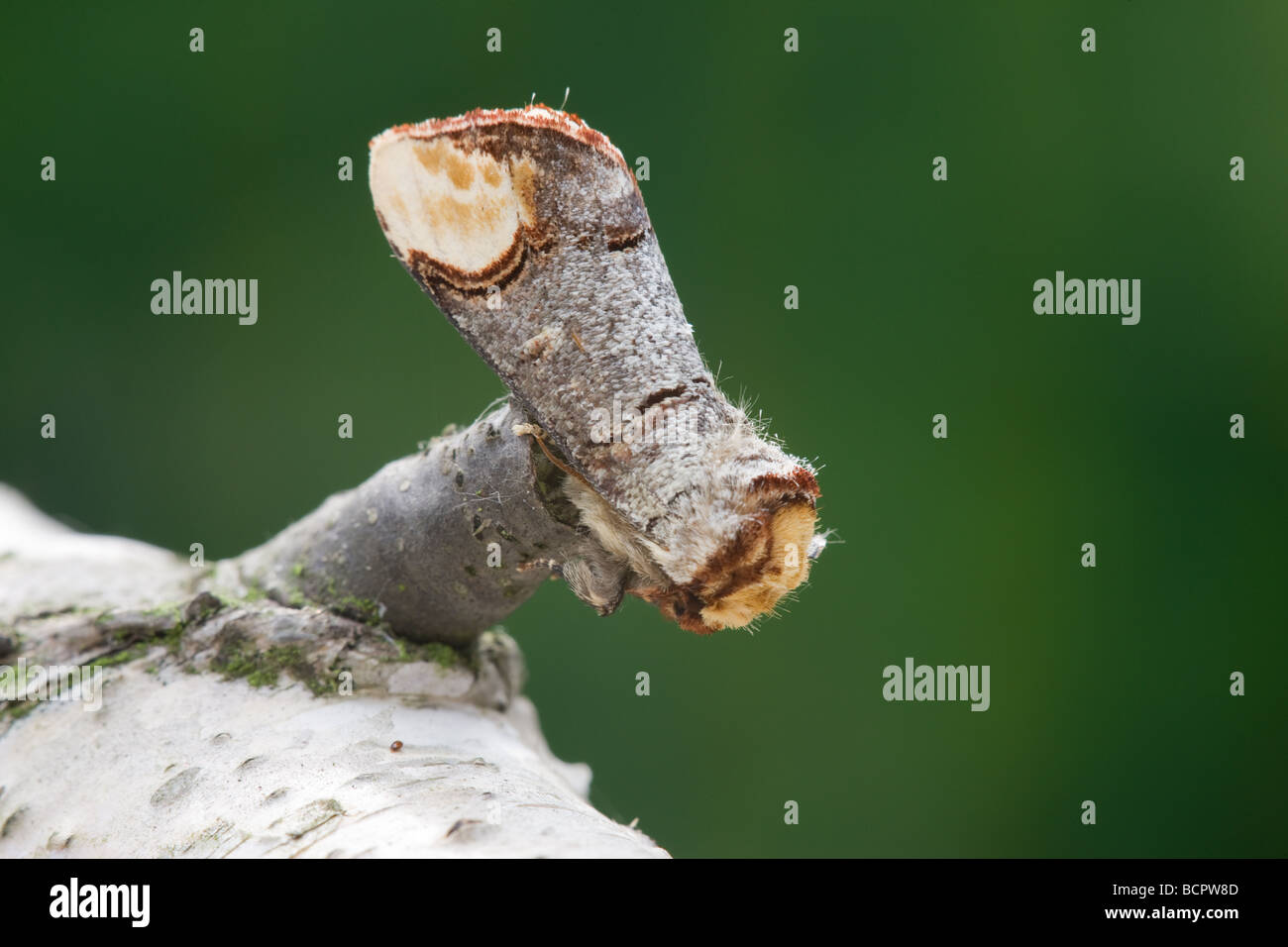 Buff-tip Moth Phalera bucephala at rest on a dead twig Stock Photo