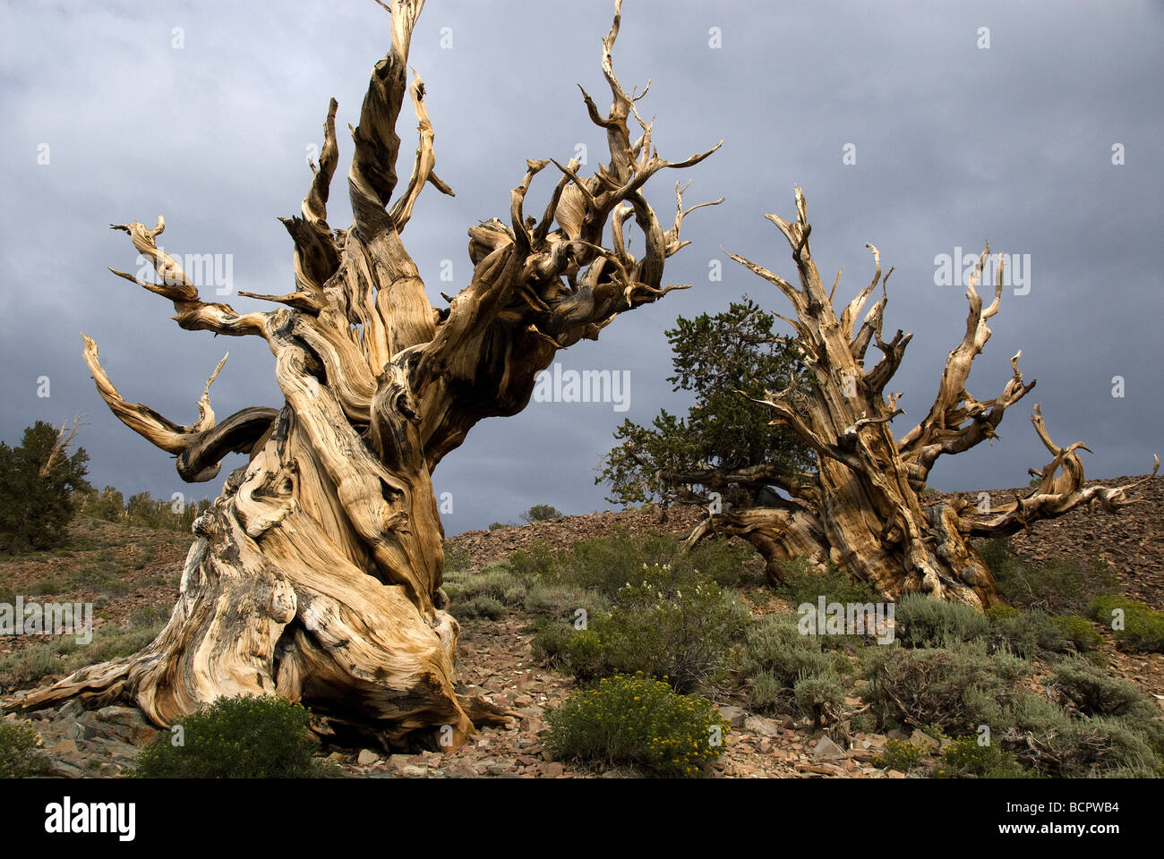 Great Basin Bristlecone Pine Pinus longaeva Ancient Bristlecone Pine Forest California USA Stock Photo