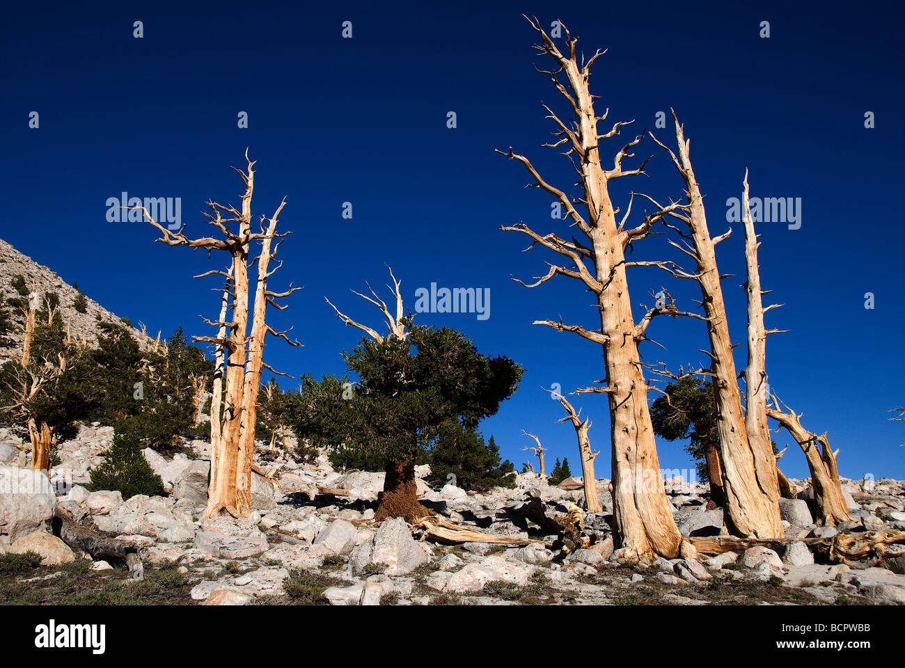 Foxtail Pines Pinus balfouriana Golden Trout Wilderness California USA Stock Photo