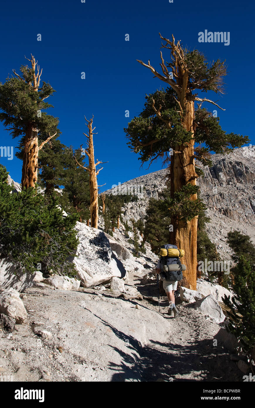 Hiker Mike Vining Foxtail Pines Pinus balfouriana Golden Trout Wilderness California USA Stock Photo