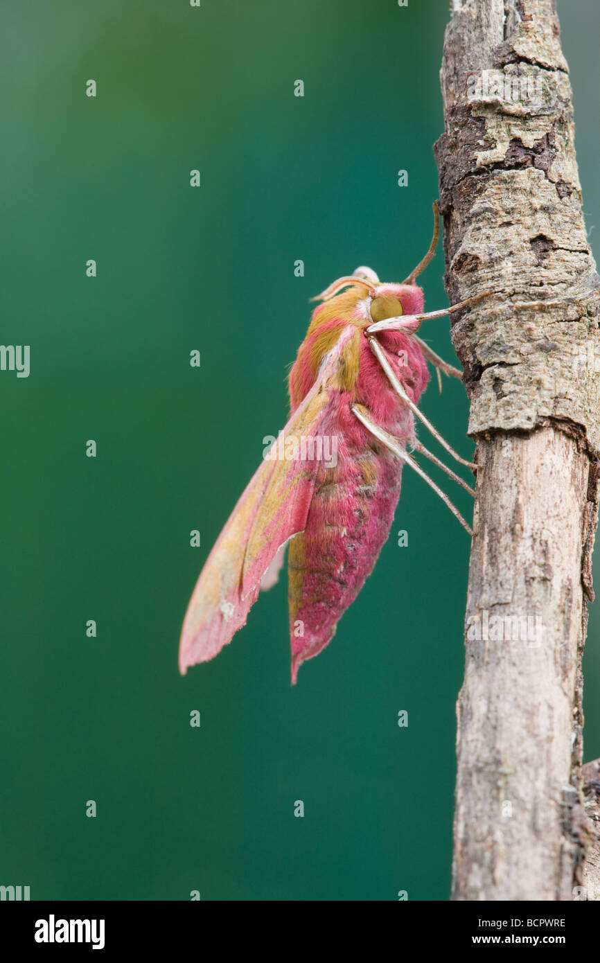 Dead hawk moth hi-res stock photography and images - Alamy