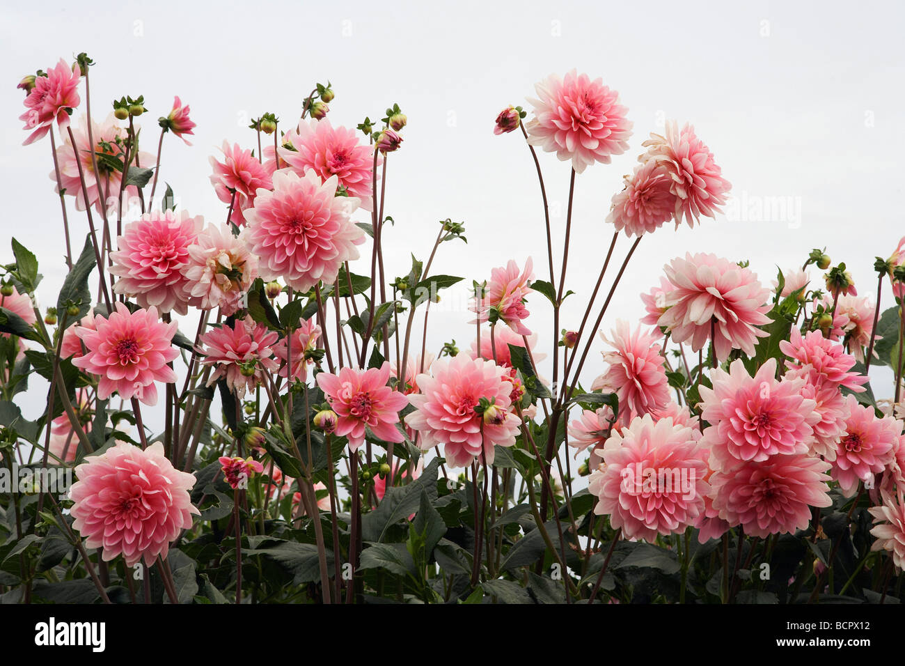 Spiky dahlia dahlias hi-res stock photography and images - Alamy