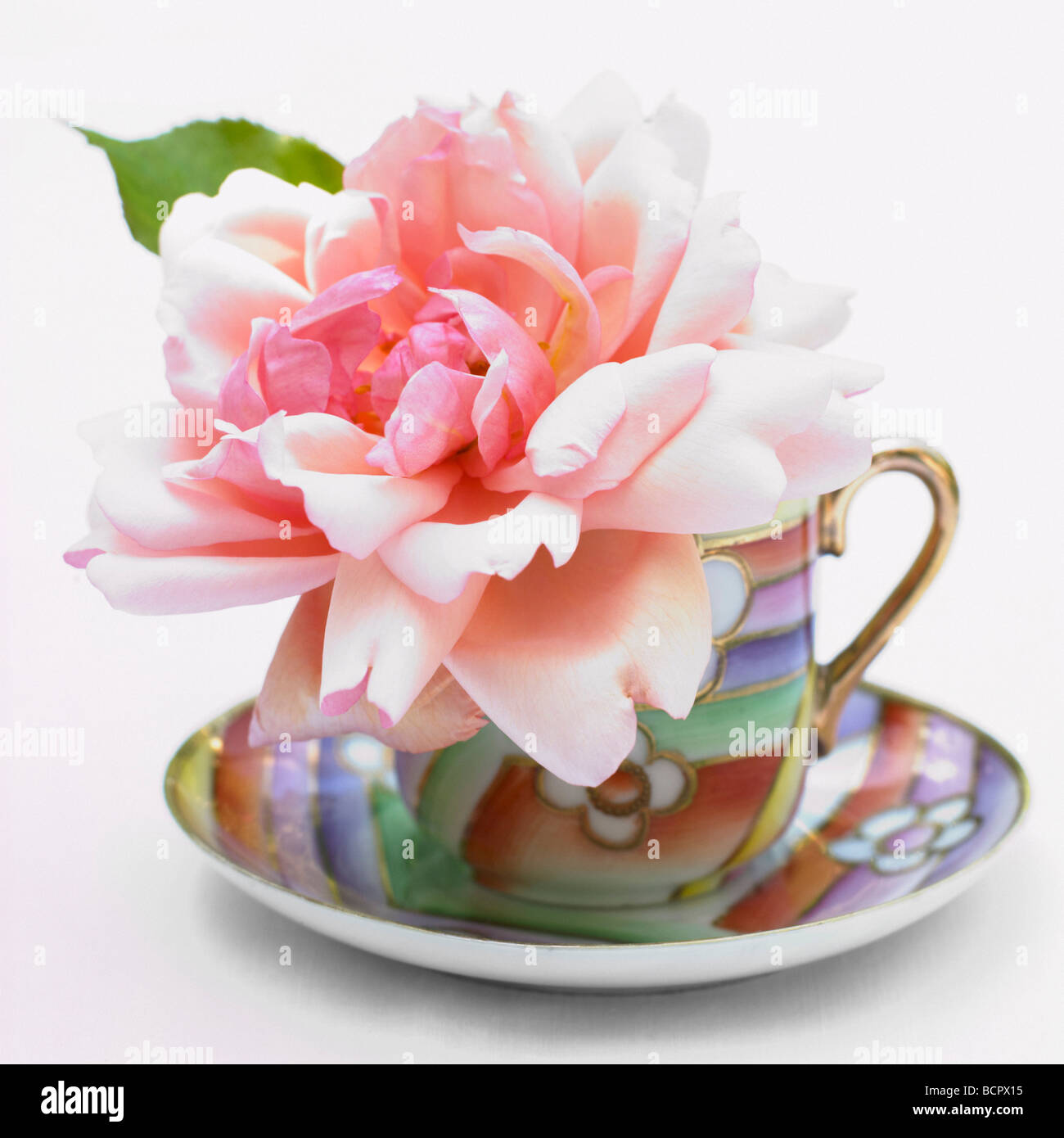 Pink rose in tea cup Stock Photo