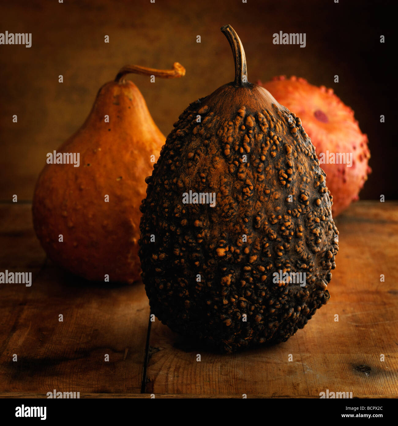 Cucurbita pepo Gourd Stock Photo