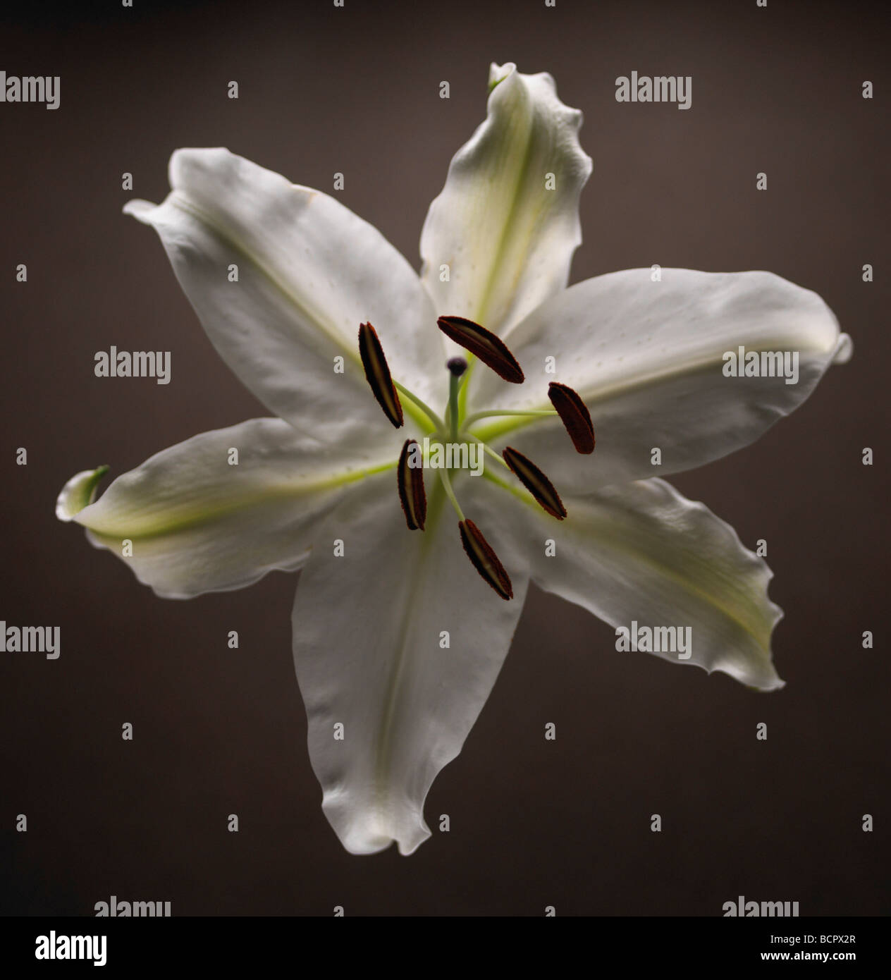 Lilium Lily - Oriental lily Stock Photo